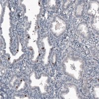 Monoclonal Anti-FOXJ1 antibody produced in mouse 