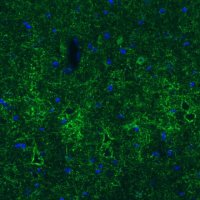 Monoclonal Anti-GAD1 antibody produced in mouse 