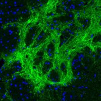 Monoclonal Anti-GAD2 antibody produced in mouse 