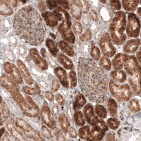 Monoclonal Anti-GRN antibody produced in mouse 