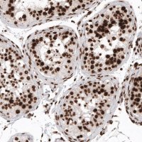 Monoclonal Anti-H2AFX antibody produced in mouse 