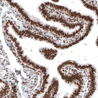 Monoclonal Anti-H2AFY antibody produced in mouse 