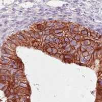 Monoclonal Anti-HER2 antibody produced in mouse 