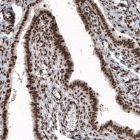 Monoclonal Anti-HIST1H2BC antibody produced in mouse 