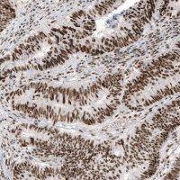 Monoclonal Anti-JUN antibody produced in mouse AMAB91587-100UL