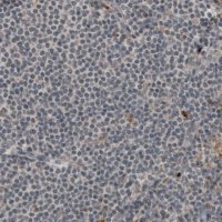 Monoclonal Anti-LAMA1 antibody produced in mouse 