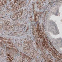 Monoclonal Anti-LAMA4 antibody produced in mouse 