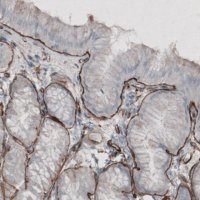 Monoclonal Anti-LAMC1 antibody produced in mouse 
