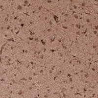 Monoclonal Anti-LAMP1 antibody produced in mouse 