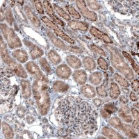 Monoclonal Anti-LAPTM4B antibody produced in mouse 