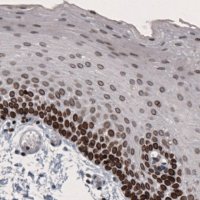 Monoclonal Anti-LMNB1 antibody produced in mouse 