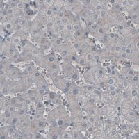 Monoclonal Anti-LY6K antibody produced in mouse 