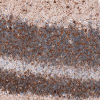 Monoclonal Anti-MAP2 antibody produced in mouse 