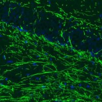Monoclonal Anti-MBP antibody produced in mouse 