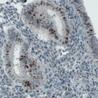 Monoclonal Anti-MKI67 antibody produced in mouse 