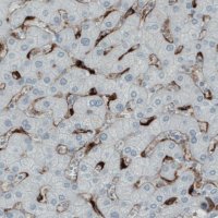 Monoclonal Anti-MRC1 antibody produced in mouse 