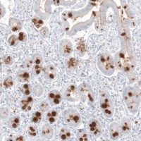 Monoclonal Anti-MUC2 antibody produced in mouse AMAB91542-100UL