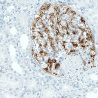 Monoclonal Anti-NECAB1 antibody produced in mouse 