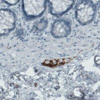 Monoclonal Anti-NECAB2 antibody produced in mouse 