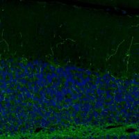 Monoclonal Anti-NET antibody produced in mouse 