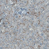 Monoclonal Anti-OCLN antibody produced in mouse 