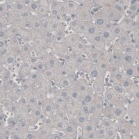 Monoclonal Anti-PDCD1 antibody produced in mouse 