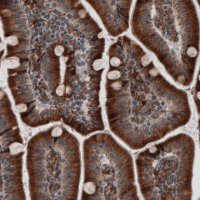 Monoclonal Anti-PDIA3 antibody produced in mouse 