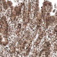 Monoclonal Anti-PIK3CB antibody produced in mouse AMAB91585-100UL