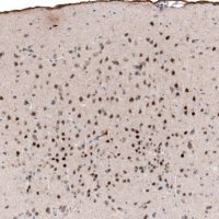 Monoclonal Anti-POU3F2 antibody produced in mouse 