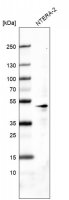 Monoclonal Anti-POU5F1 antibody produced in mouse AMAB91477-100UL