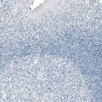 Monoclonal Anti-PRL antibody produced in mouse 