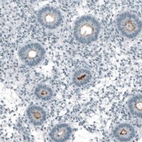 Monoclonal Anti-PROM1 antibody produced in mouse AMAB91494-100UL