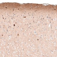 Monoclonal Anti-RELN antibody produced in mouse 