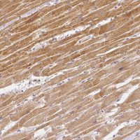 Monoclonal Anti-RHOT1 antibody produced in mouse 