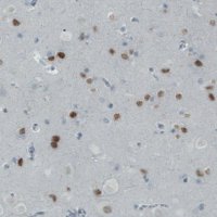 Monoclonal Anti-SATB2 antibody produced in mouse 