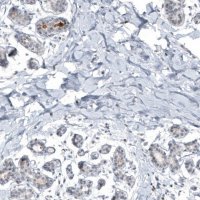 Monoclonal Anti-SCGB2A2 antibody produced in mouse AMAB91536-100UL