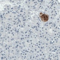 Monoclonal Anti-SCGN antibody produced in mouse 