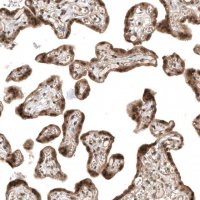 Monoclonal Anti-SMAD4 antibody produced in mouse AMAB91594-100UL