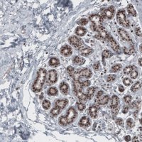 Monoclonal Anti-SOX10 antibody produced in mouse 