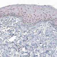Monoclonal Anti-SOX21 antibody produced in mouse 