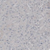 Monoclonal Anti-SSX2 antibody produced in mouse 