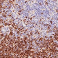 Monoclonal Anti-STX7 antibody produced in mouse 