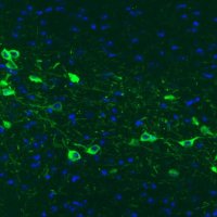 Monoclonal Anti-TH antibody produced in mouse 