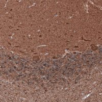 Monoclonal Anti-TUBB3 antibody produced in mouse 