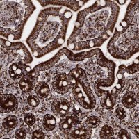 Monoclonal Anti-TUFM antibody produced in mouse 