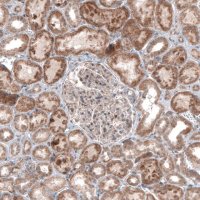 Monoclonal Anti-USP30 antibody produced in mouse 