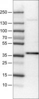 Monoclonal Anti-USP46 antibody produced in mouse 