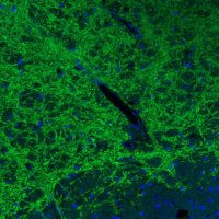 Monoclonal Anti-VGAT antibody produced in mouse 