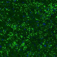 Monoclonal Anti-VGLUT2 antibody produced in mouse 
