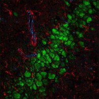 Anti-Goat IgG (H+L), highly cross-adsorbed, CF 555 antibody produced in donkey 